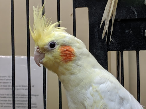 Pet Supply Store «PetSmart», reviews and photos, 47142 Michigan Ave, Canton, MI 48188, USA