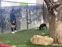 The Palms Pet Resort & Spa - Photo 8 - Car repair in Helotes, TX, San Antonio