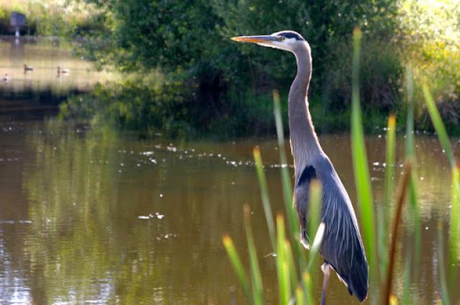 Golf Course «RedTail Golf Center», reviews and photos, 8200 SW Scholls Ferry Rd, Beaverton, OR 97008, USA