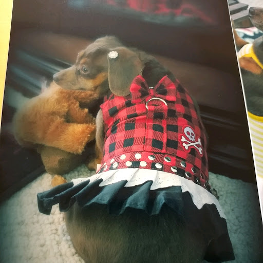 Pet Supply Store «All Pet & Equine Supply», reviews and photos, 1120 Porter Wagoner Blvd, West Plains, MO 65775, USA