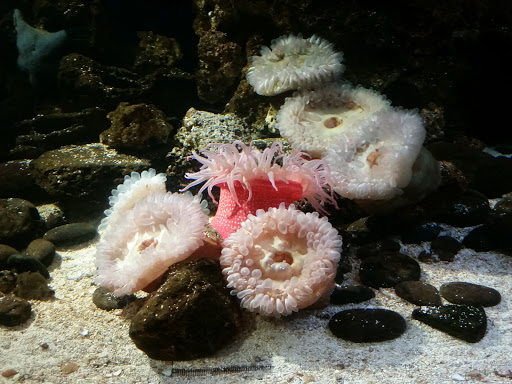 Aquarium «Newport Aquarium», reviews and photos, 1 Aquarium Way, Newport, KY 41071, USA