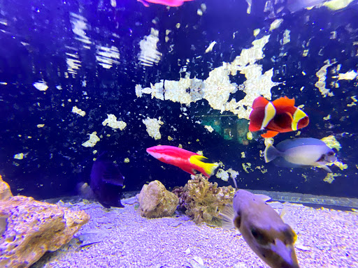 Tropical Fish Store «Lovely Pets Aquarium Store», reviews and photos, 69 Parkingway, Quincy, MA 02169, USA