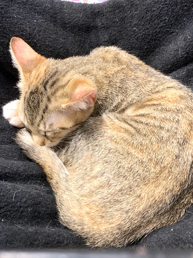 Pet Supply Store «PetSmart», reviews and photos, 1700 N Federal Hwy, Fort Lauderdale, FL 33305, USA