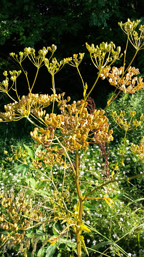 Golf Course «Hazy Hills Golf Course», reviews and photos, 25258 N 1350 East Rd, Hudson, IL 61748, USA