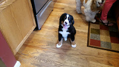 4 Paws Animal Clinic