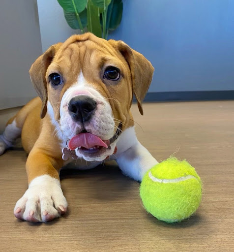 Pet Store «Animal Kingdom», reviews and photos, 4500 N Oracle Rd #254, Tucson, AZ 85705, USA