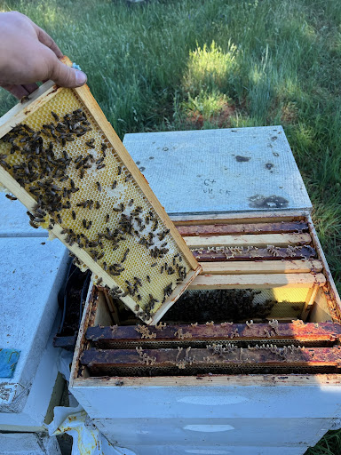 Evergold Honey and Bees