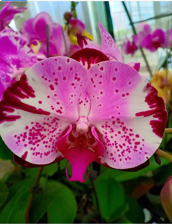 Imoeda Orchid