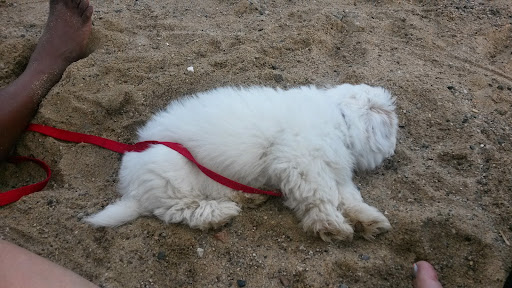 State Park «Constitution Beach», reviews and photos, 799 Bennington St, Boston, MA 02128, USA