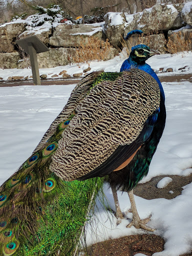 Zoo «Durhams Bear Canyon», reviews and photos, 3701 S 10th St, Omaha, NE 68107, USA