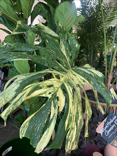 Paraso Plant Studio image
