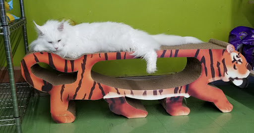 Pet Supply Store «Animal Krackers Inc», reviews and photos, 232 Main St, Gloucester, MA 01930, USA