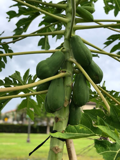 Garden Center «Urban Farming Institute», reviews and photos, 1101 NE 40th Ct, Oakland Park, FL 33334, USA