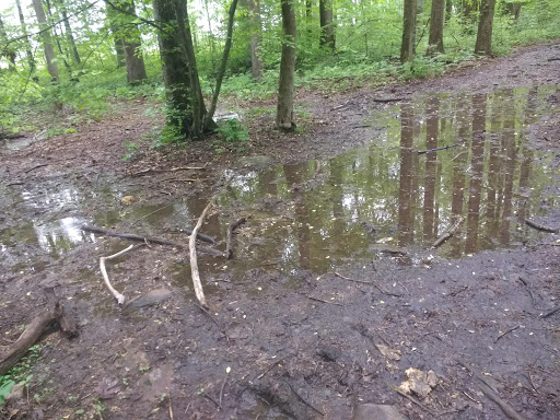 Nature Preserve «Sadsbury Woods Preserve», reviews and photos, Ramblewood Dr & Northwood Dr, Coatesville, PA 19320, USA