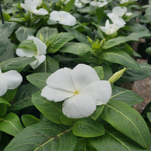 Plant Nursery «HOUSTON PLANTS & GARDEN WORLD», reviews and photos, 16726 North Fwy, Houston, TX 77090, USA