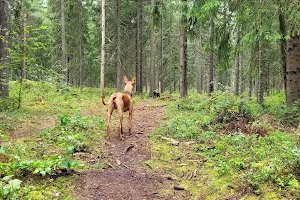 Koirametsä Seesteinen image