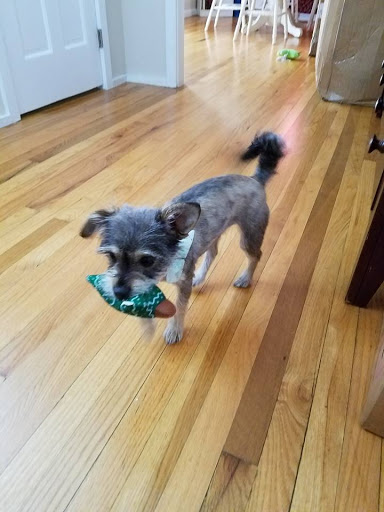 Pet Supply Store «Pet Supplies Plus», reviews and photos, 254 S Illinois Ave, Oak Ridge, TN 37830, USA