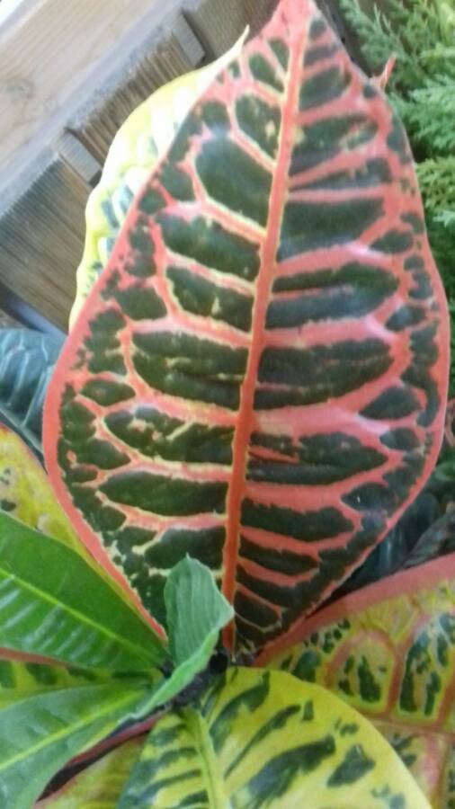 Imagen de Jardin de Llucmajor SL (18 de 23)
