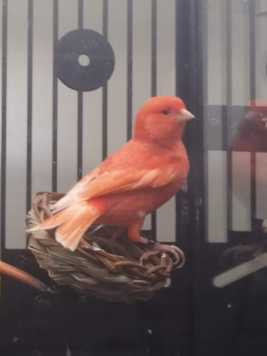 Pet Supply Store «Petco Animal Supplies», reviews and photos, 6720 Fox Centre Pkwy, Gloucester Courthouse, VA 23061, USA