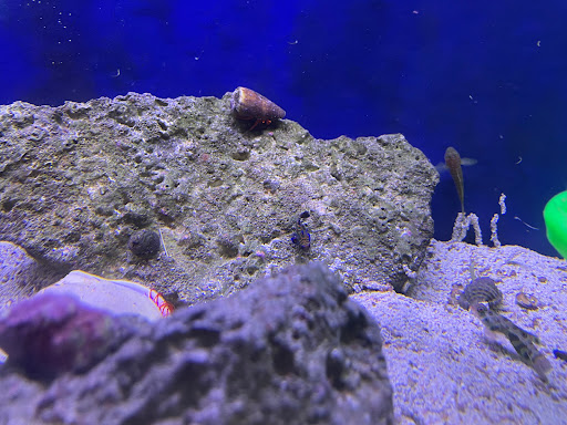 Tropical Fish Store «House of Fins», reviews and photos, 99 Bruce Park Ave, Greenwich, CT 06830, USA