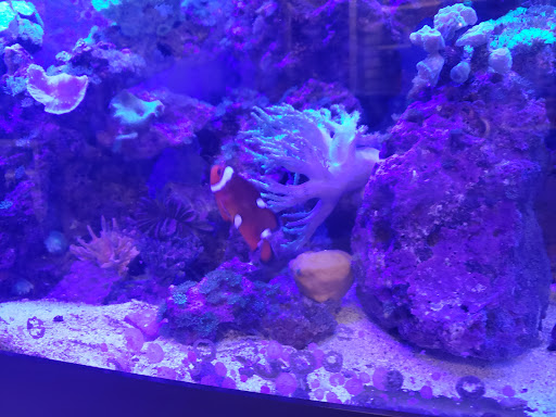 Tropical Fish Store «Coral Reef Aquariums», reviews and photos, 8416 N Armenia Ave, Tampa, FL 33604, USA