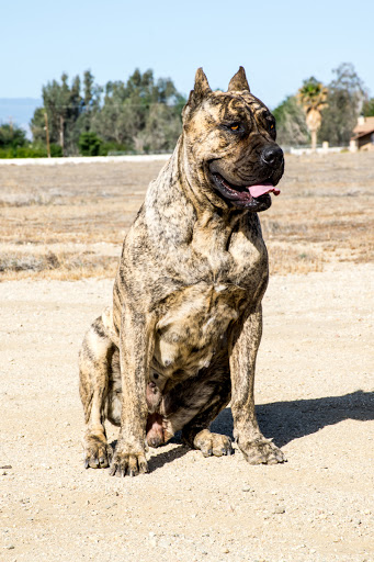 Animal Feed Store «V&V Tack and Feed», reviews and photos, 3642 N Rancho Dr #101, Las Vegas, NV 89130, USA