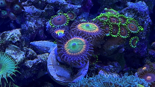 Pet Supply Store «Reef Plus», reviews and photos, 935 Oak St, North Aurora, IL 60542, USA