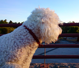 Paseo Del Rio Atoyac Rana photo