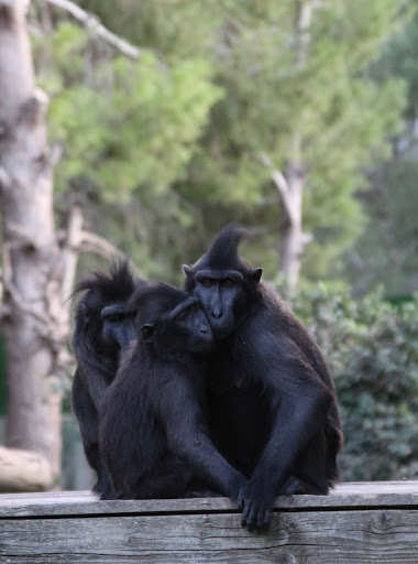 Israeli Primate Sanctuary Foundation