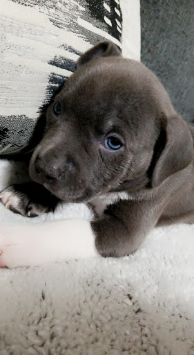 Pet Supply Store «PetSmart», reviews and photos, 443 N Rolling Meadows Dr, Fond du Lac, WI 54937, USA