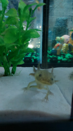 Tropical Fish Store «Fishy Business», reviews and photos, 911 E Church St, Lexington, TN 38351, USA