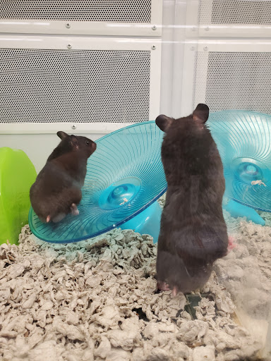 Pet Supply Store «Petco Animal Supplies», reviews and photos, 3165 Alpine Ave NW g, Walker, MI 49544, USA