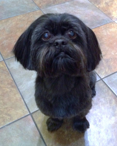 Pet Store «DipidyDawg Gourmet Dog Bakery & Boutique», reviews and photos, 21301 S Tamiami Trail Suite 430, Estero, FL 33928, USA