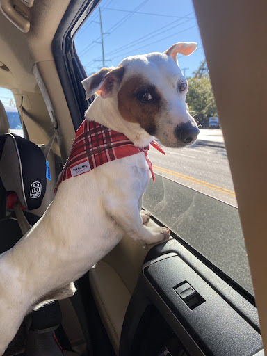 Pet Store «PetSmart», reviews and photos, 850 Folly Rd, Charleston, SC 29412, USA