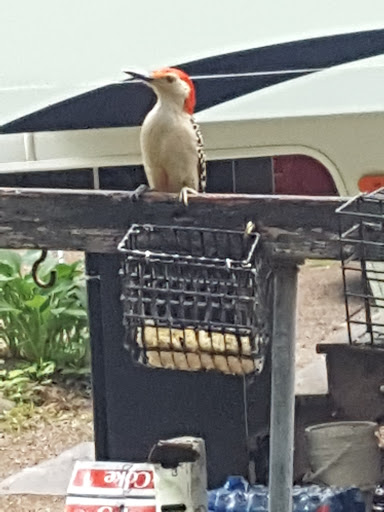 RV Park «Hidden Valley RV & Golf Park», reviews and photos, 81 Damren Rd, Derry, NH 03038, USA