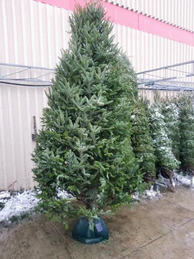 Christmas Tree Farms Direct