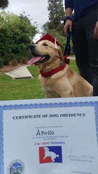 P and I Dog Training & Pet Services - Photo 7 - Car repair in , Long Beach