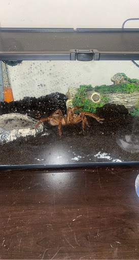 Reptile Store «Reptile Pets Direct», reviews and photos, 8088 Pat Booker Rd, Live Oak, TX 78233, USA