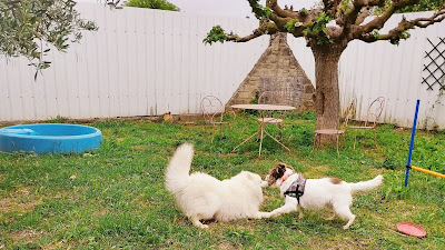 Aloha Dogs à Fabrègues