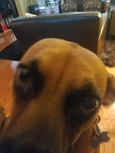 Pet Supply Store «Northern California Pet Supply and Grooming», reviews and photos, 1580 Nursery Way, McKinleyville, CA 95519, USA