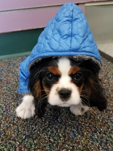 Pet Store «Friendly Pets», reviews and photos, 625 Friendly Center Rd, Greensboro, NC 27408, USA