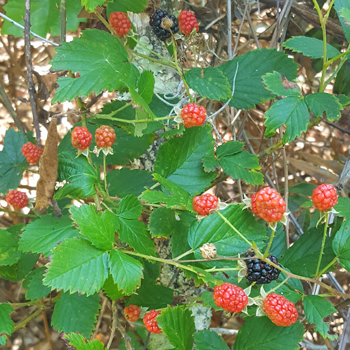 Park «Lake Park», reviews and photos, 17302 N Dale Mabry Hwy, Lutz, FL 33548, USA