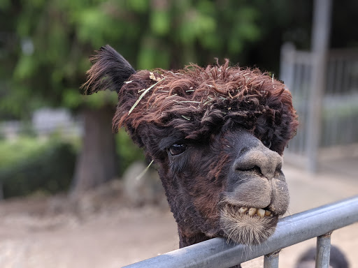 Zoo «Cougar Mountain Zoo», reviews and photos, 19525 SE 54th St, Issaquah, WA 98027, USA