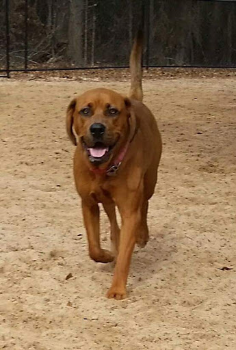 Pet Supply Store «Pet Supplies Plus», reviews and photos, 1237 Concord Pkwy N, Concord, NC 28025, USA