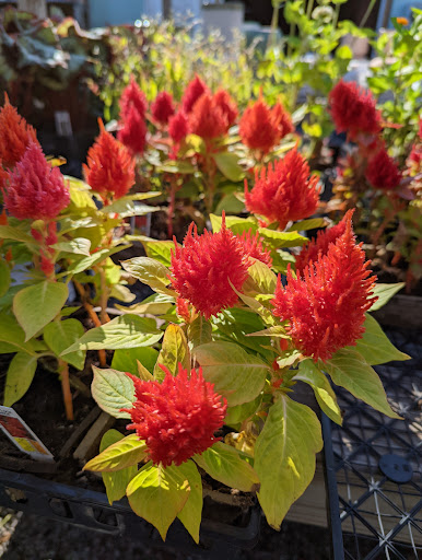 Florist «In The Garden», reviews and photos, 69 Waterwitch Ave, Highlands, NJ 07732, USA