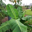 Boca Raton Community Garden