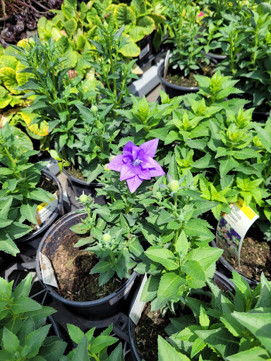 Home Improvement Store «The Home Depot», reviews and photos, 2600 S Lapeer Rd, Lake Orion, MI 48360, USA