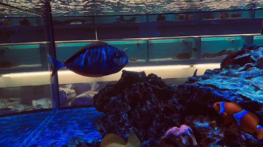 Tropical Fish Store «Salty Fish Aquariums», reviews and photos, 5535 Brewster St, San Antonio, TX 78233, USA