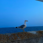 Photo n°5 de l'avis de Alessandra.i fait le 01/07/2023 à 06:32 sur le  AMU Fish Restaurant & Store à Gallipoli