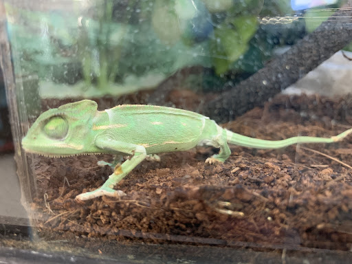 Pet Supply Store «Petco Animal Supplies», reviews and photos, 308 E Meighan Blvd, Gadsden, AL 35903, USA